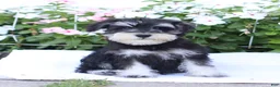 Miniature Schnauzer dogs for sale: Cameron - Ad 1