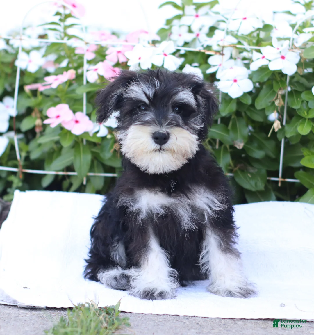 Miniature Schnauzer dogs for sale: Cameron - Ad 1