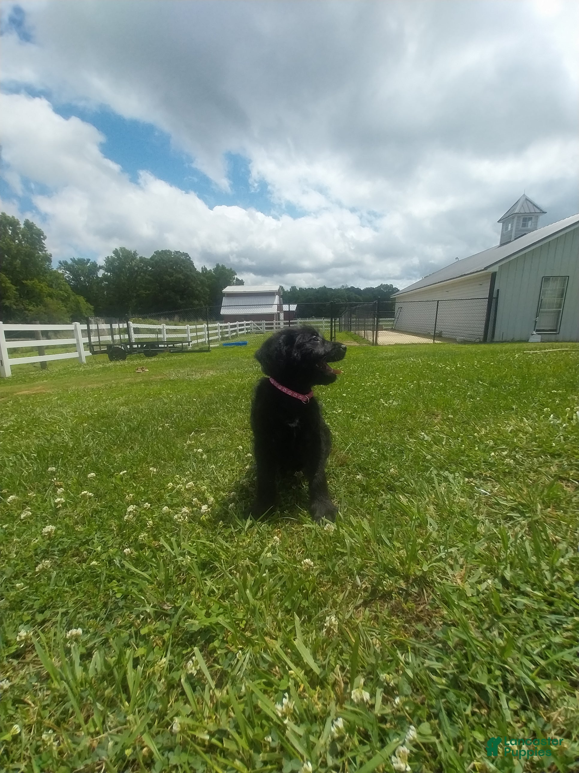 Labradoodle dogs for sale: Echo - Ad 2