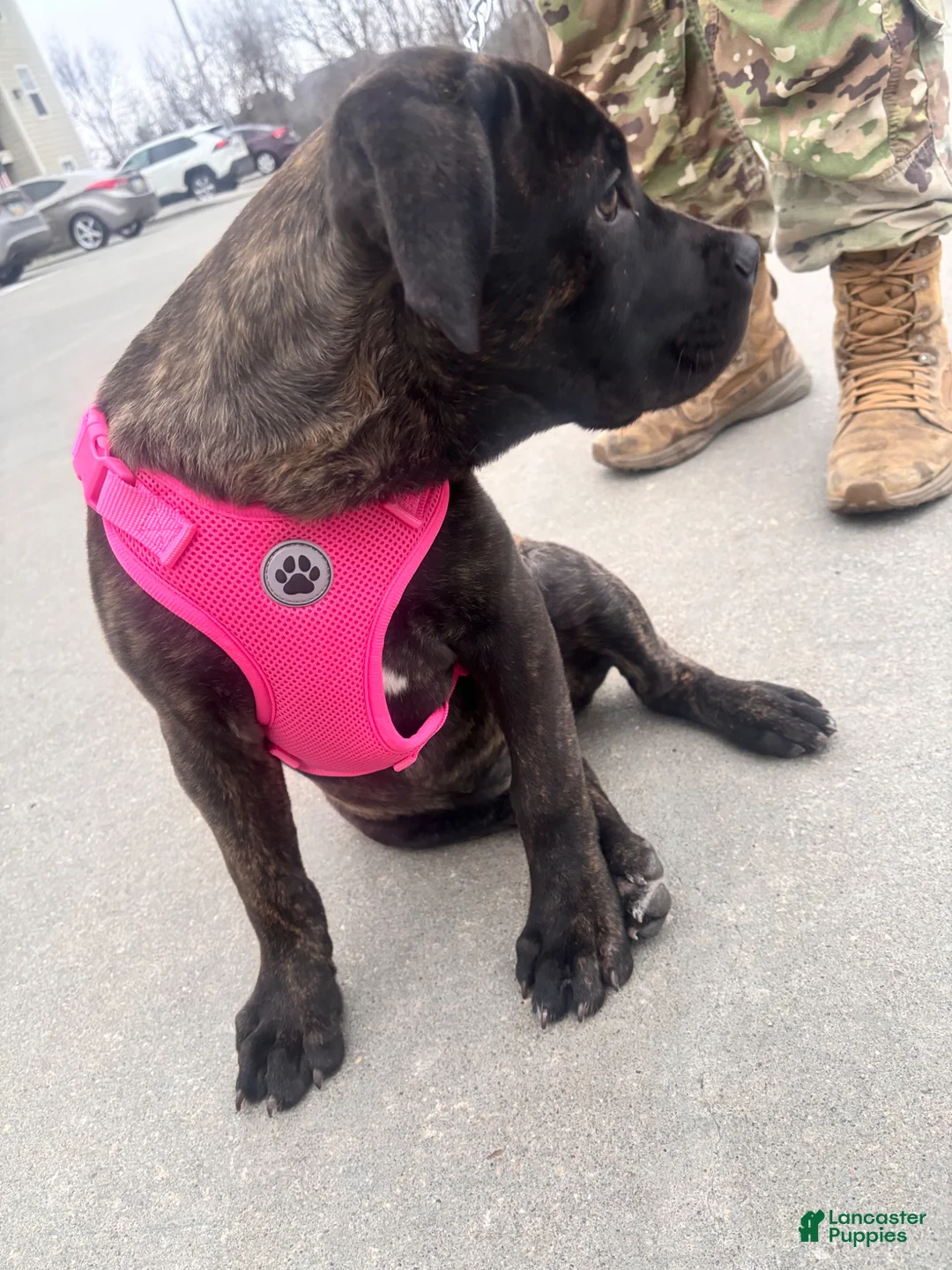 Cane Corso dogs for sale: Cane Corso Puppy 1 - Ad 2