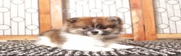 Pomeranian dogs for sale: Millie - Female Pomeranian  - Ad 4