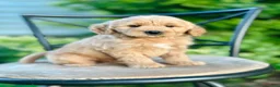 Mini Goldendoodle dogs for sale: Faye - Ad 5