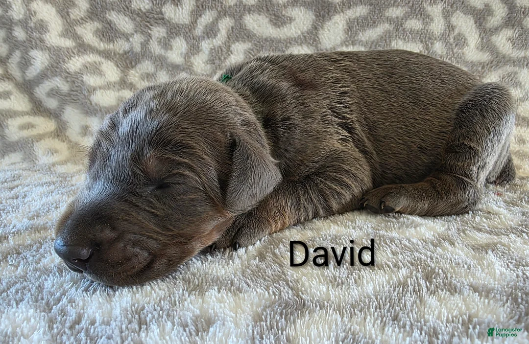 Doberman Pinscher dogs for sale: Doberman Pinscher Puppy 3 - Ad 1