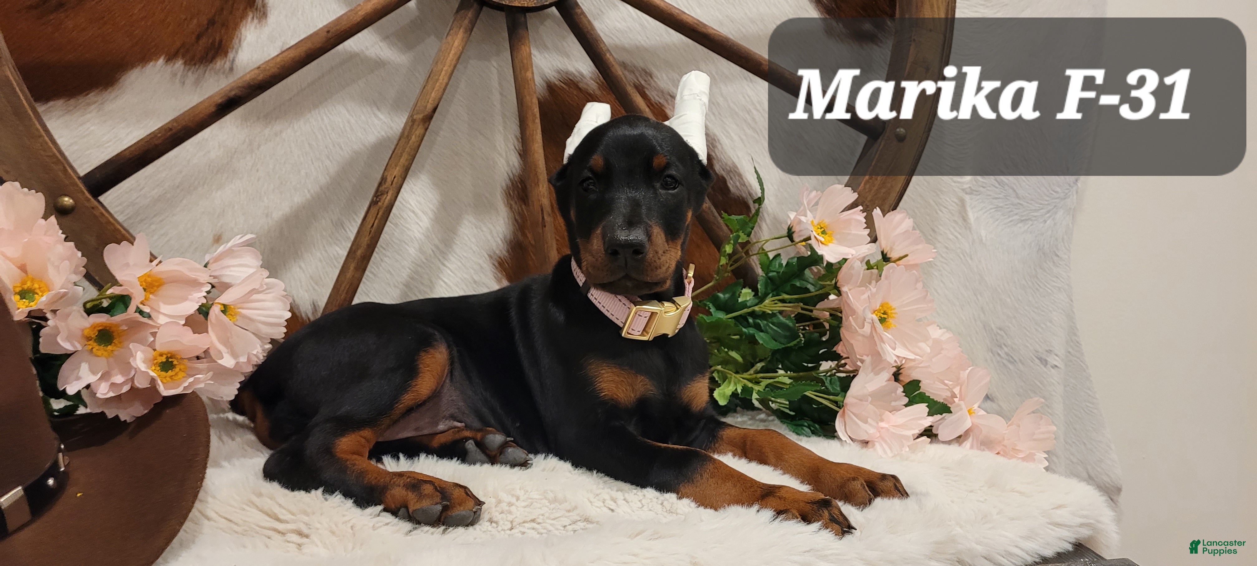 Doberman Pinscher dogs MARIKA - Ad 1