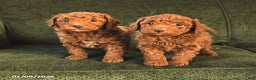 Miniature Poodle dogs for sale: Nova - Ad 3
