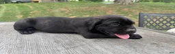 Cane Corso dogs for sale: Blue collar  - Ad 4