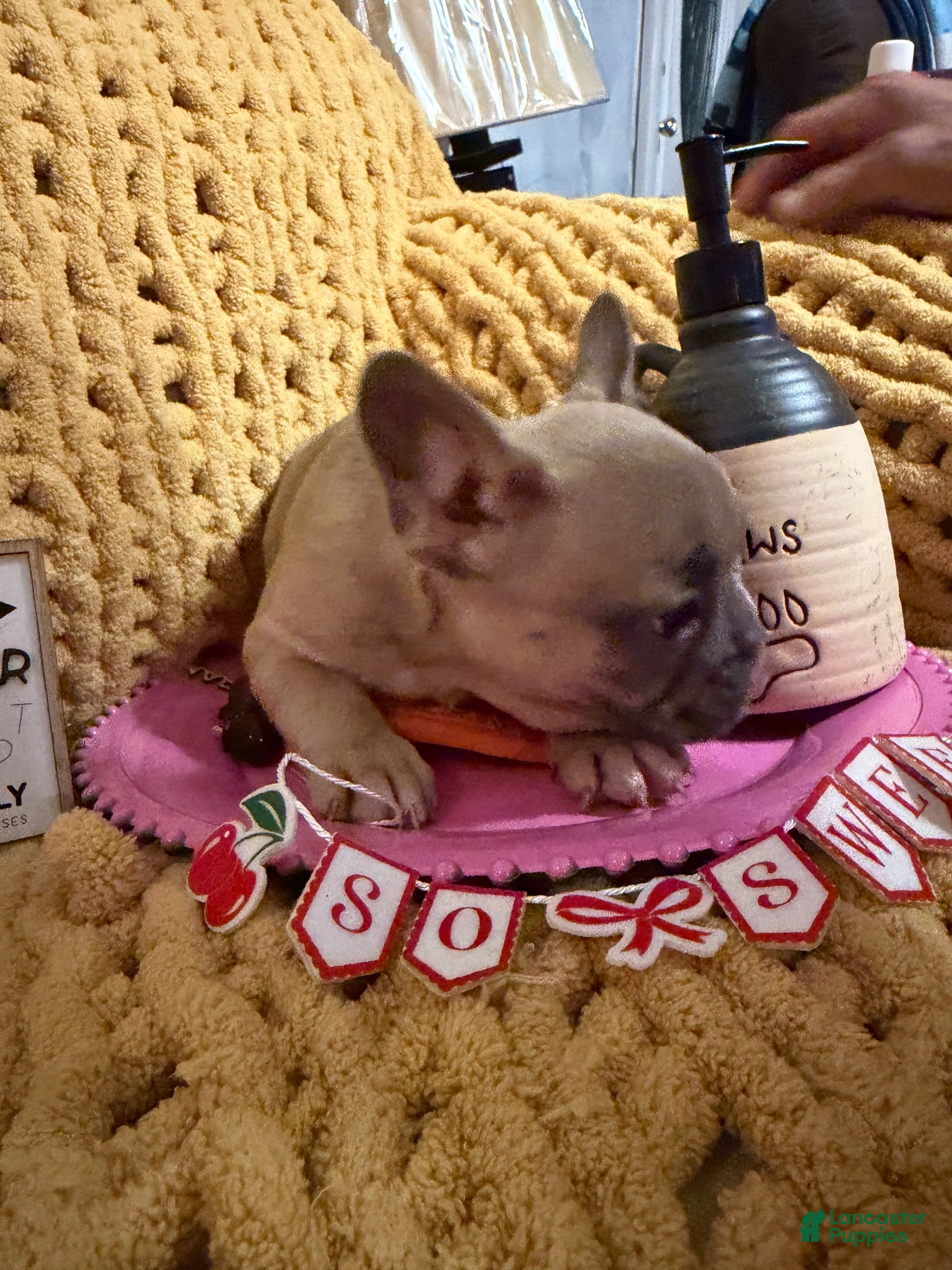 French Bulldog dogs French Bulldog 7 - Ad 31