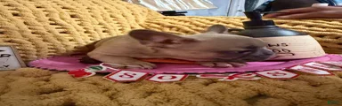 French Bulldog 7