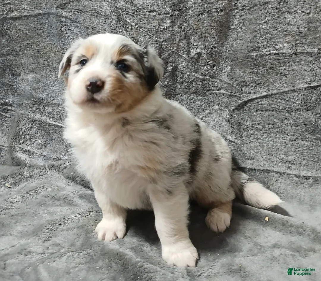 Australian Shepherd dogs for sale: Flynn - Ad 32