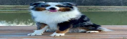 Australian Shepherd dogs for sale: Australian Shepherd 2 - Ad 3