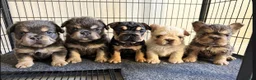 French Bulldog dogs for sale: French Bulldog 5 - Ad 6