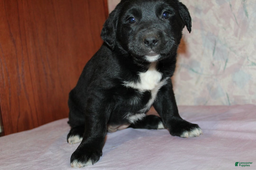 Goldador dogs for sale: Nova - Ad 3