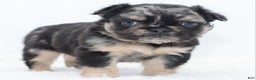 Mixed Breed dogs for sale: Chuck chocolate tri-color fluffy  - Ad 17