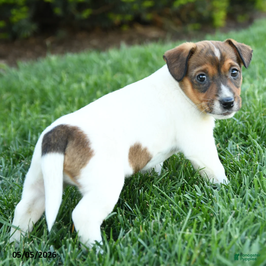 Jack Russell Terrier dogs for sale: Hazel - Ad 2