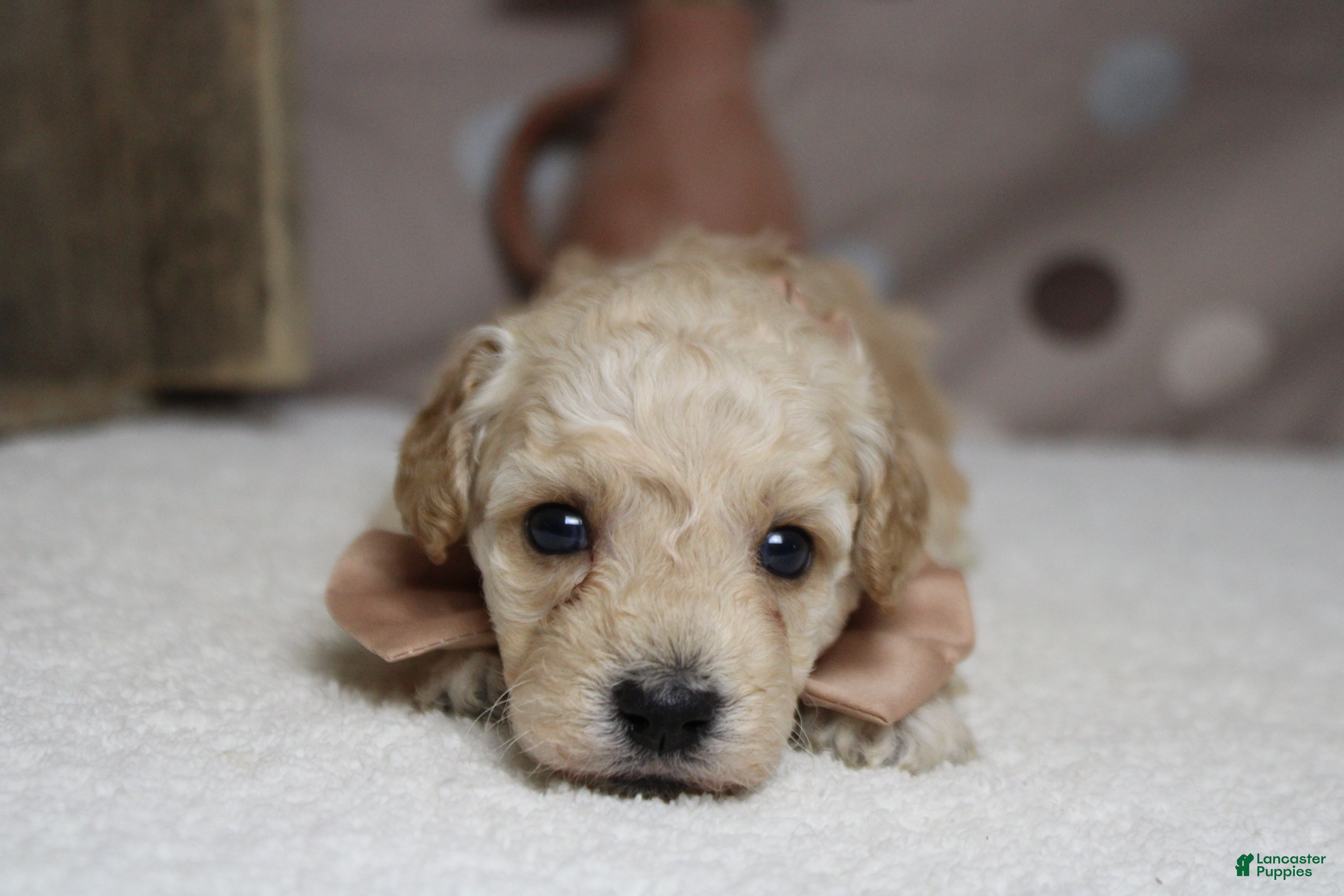 Toy Poodle dogs Simon  - Ad 18