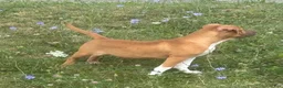 Mixed Breed dogs for sale: Mixed Breed 1 - Ad 3