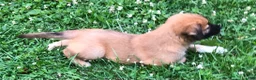 Mixed Breed dogs for sale: Sampson- $150 - Ad 13