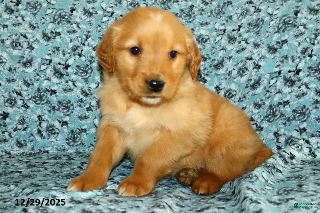 Golden Retriever dogs for sale: Heidi - Ad 2