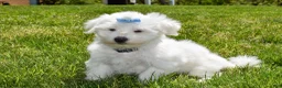 Maltese dogs for sale:  Justin  - Ad 4