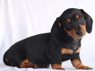 Dachshund dogs - Ad 14