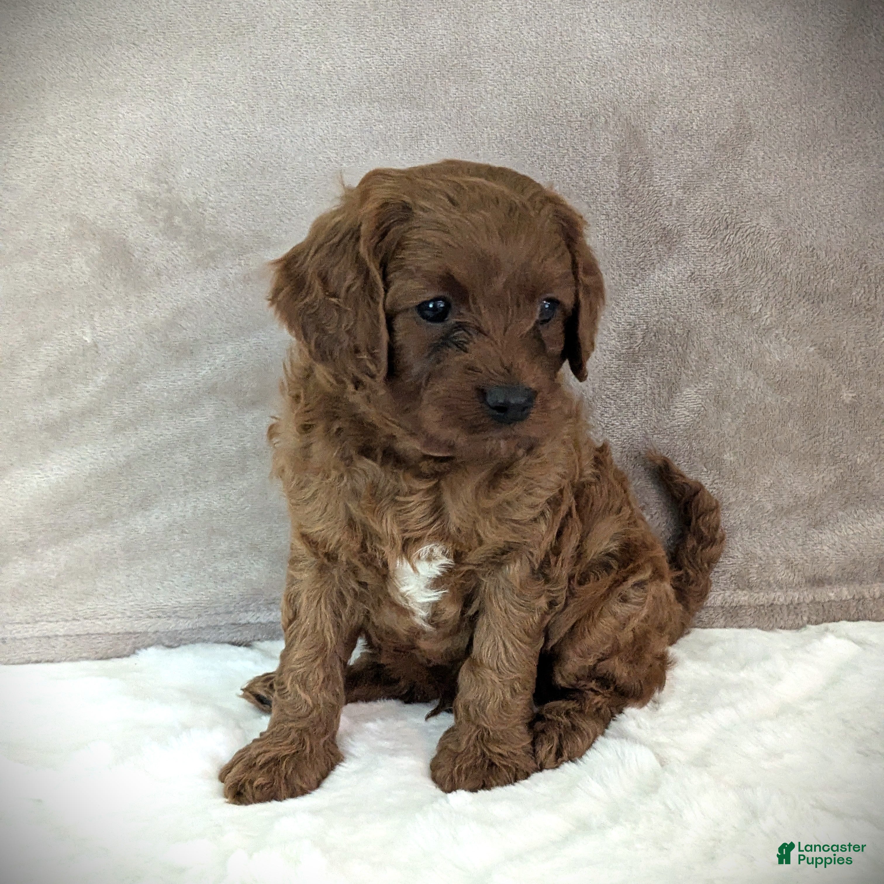 Cavapoo dogs Rusty - Ad 2