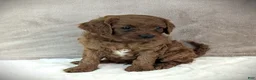 Cavapoo dogs for sale: Rusty - Ad 2