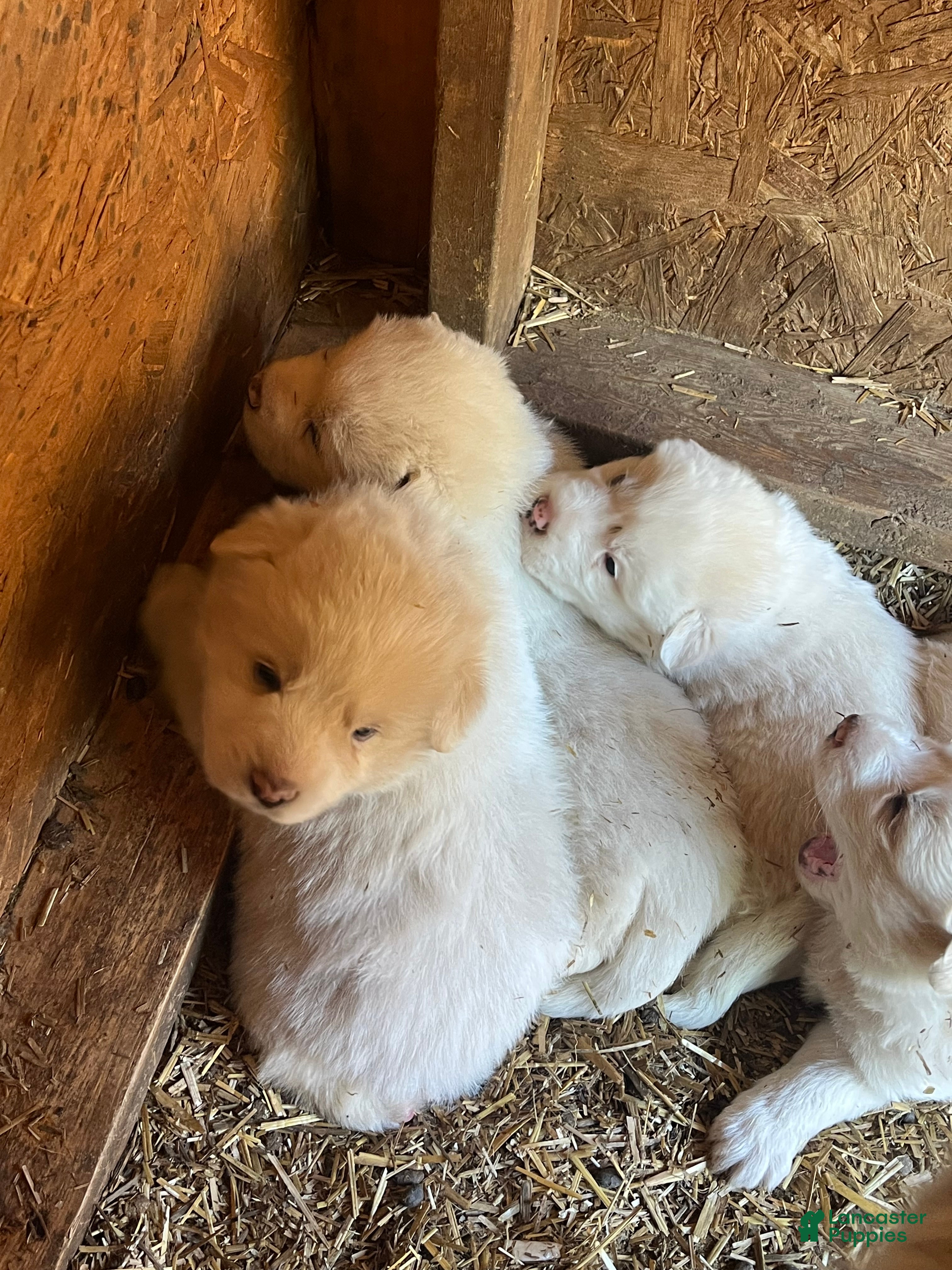 Great Pyrenees dogs Great Pyrenees Puppy 3 - Ad 1