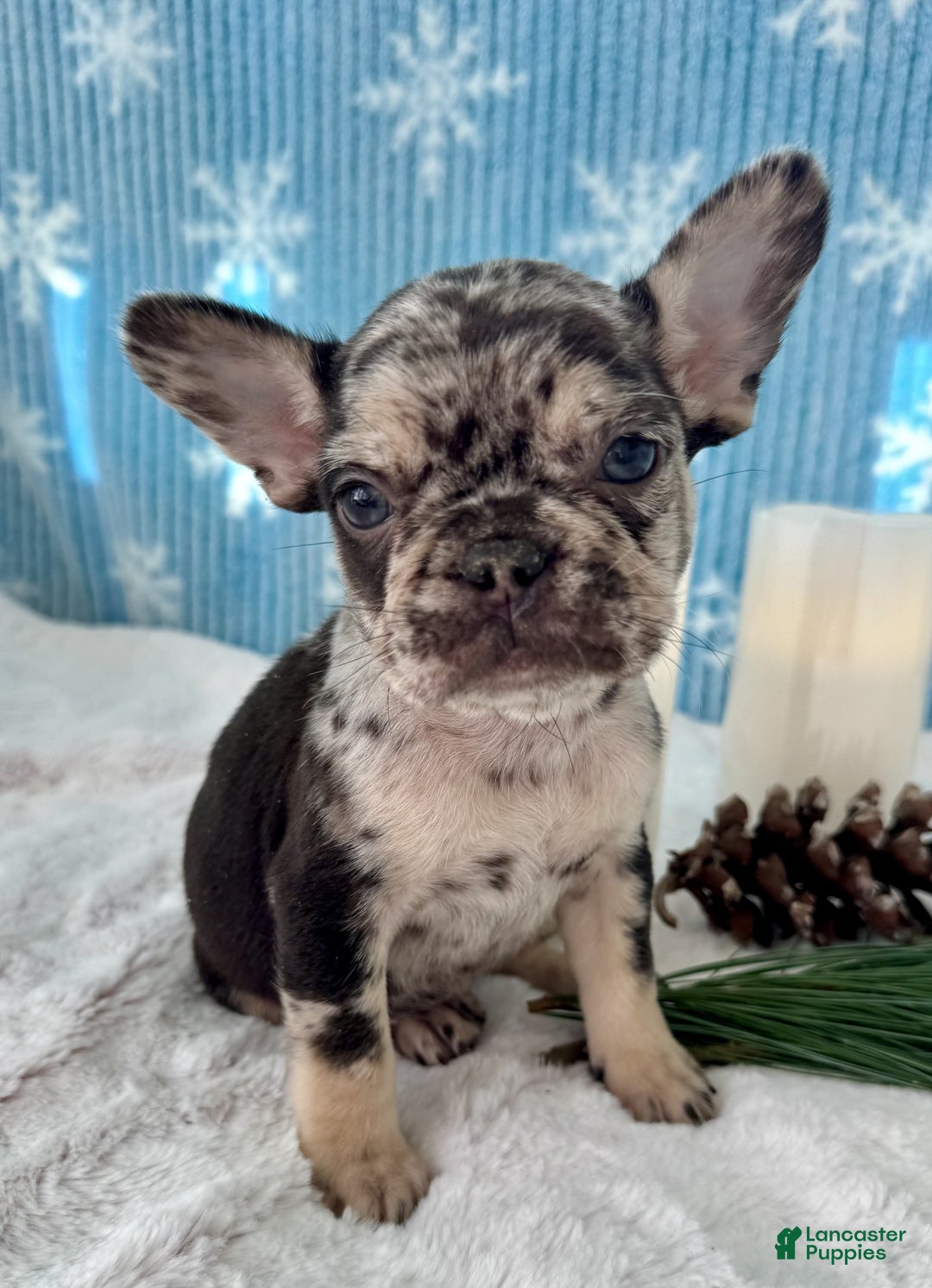 French Bulldog dogs for sale: Lulu - Ad 3