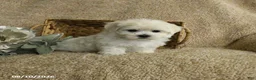 Maltese dogs for sale: Rider - Ad 3