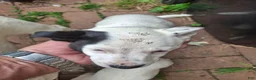 Jack Russell Terrier dogs for sale: Jack Russell Terrier 2 - Ad 3