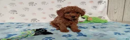 Toy Poodle dogs for sale: Ace  - Ad 3