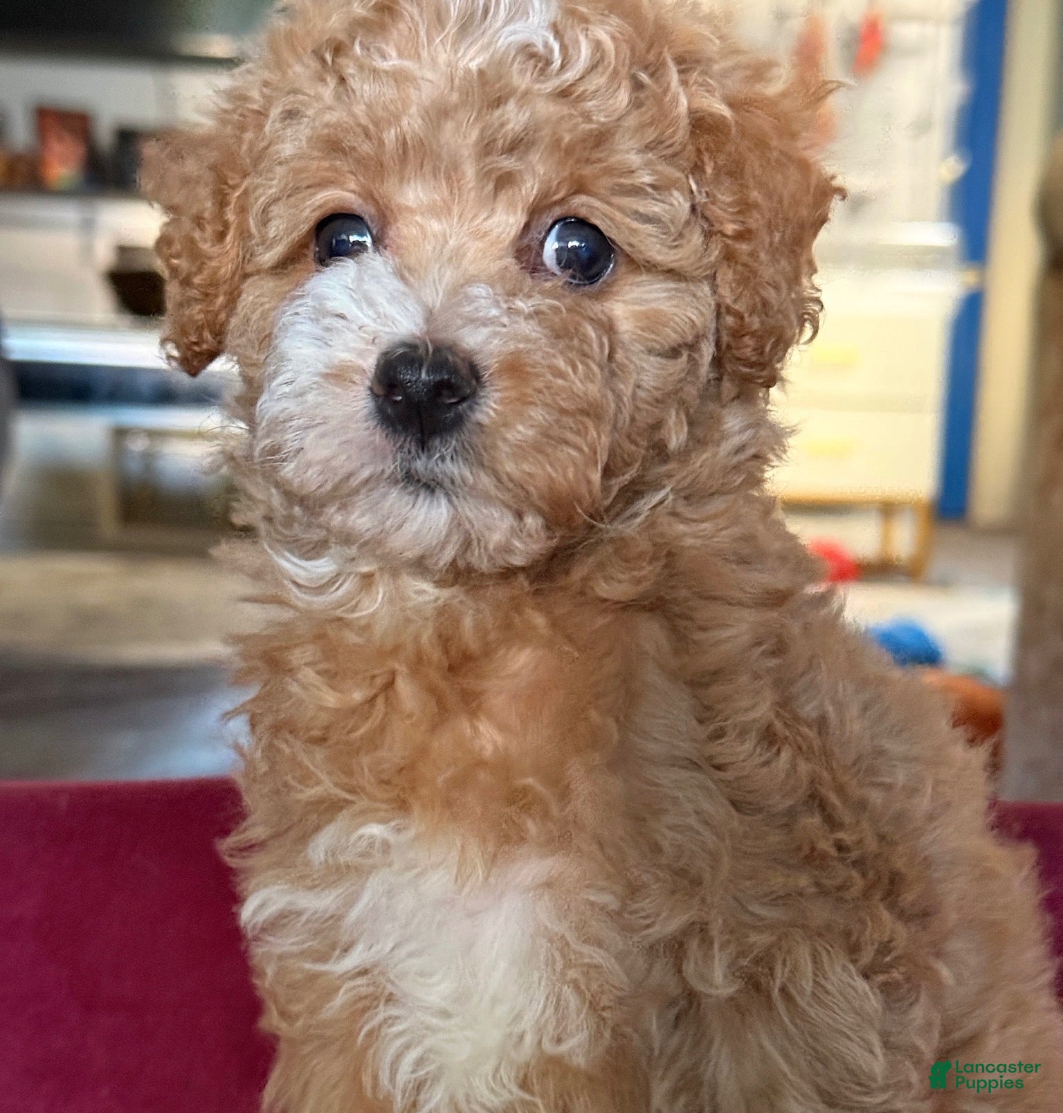 Mixed Breed dogs Janet - Ad 41