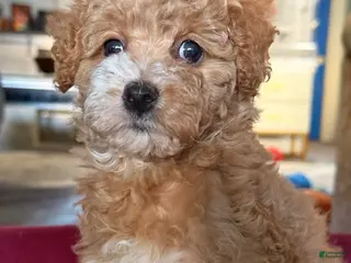 Mixed Breed dogs Janet - Ad 41