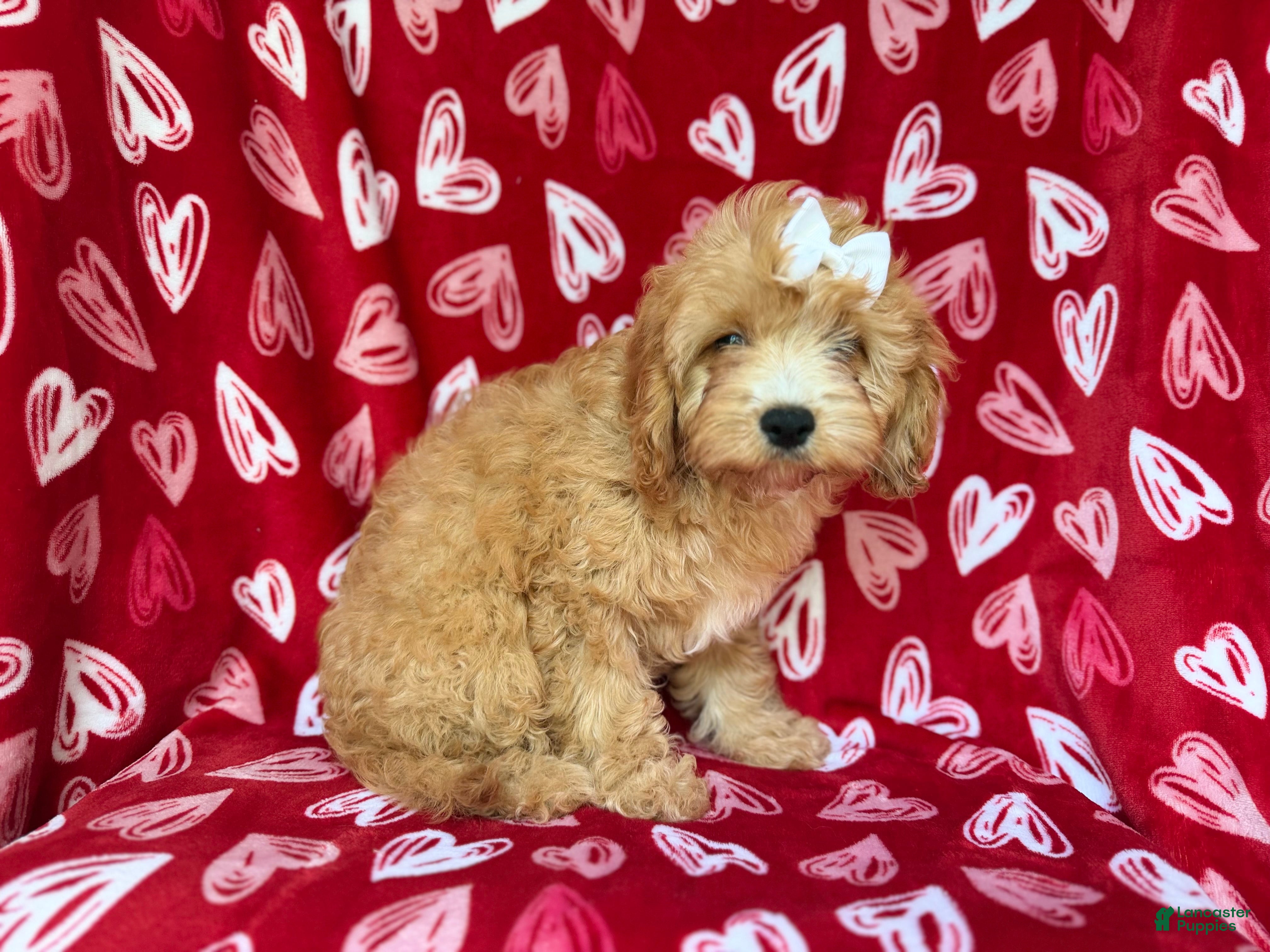 Mini Goldendoodle dogs Ruby - Ad 14