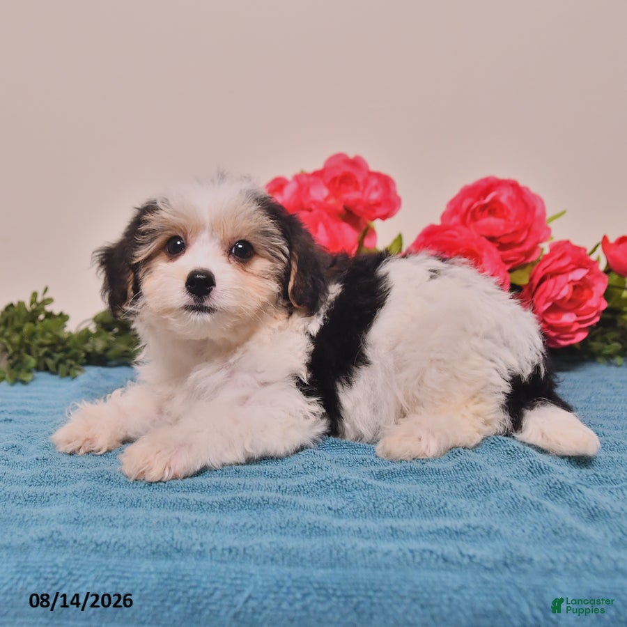 Yorkiepoo dogs Rico  - Ad 2