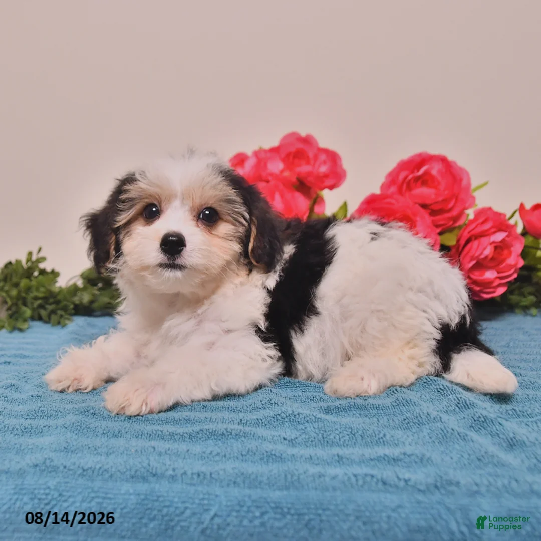 Yorkiepoo dogs for sale: Rico  - Ad 2