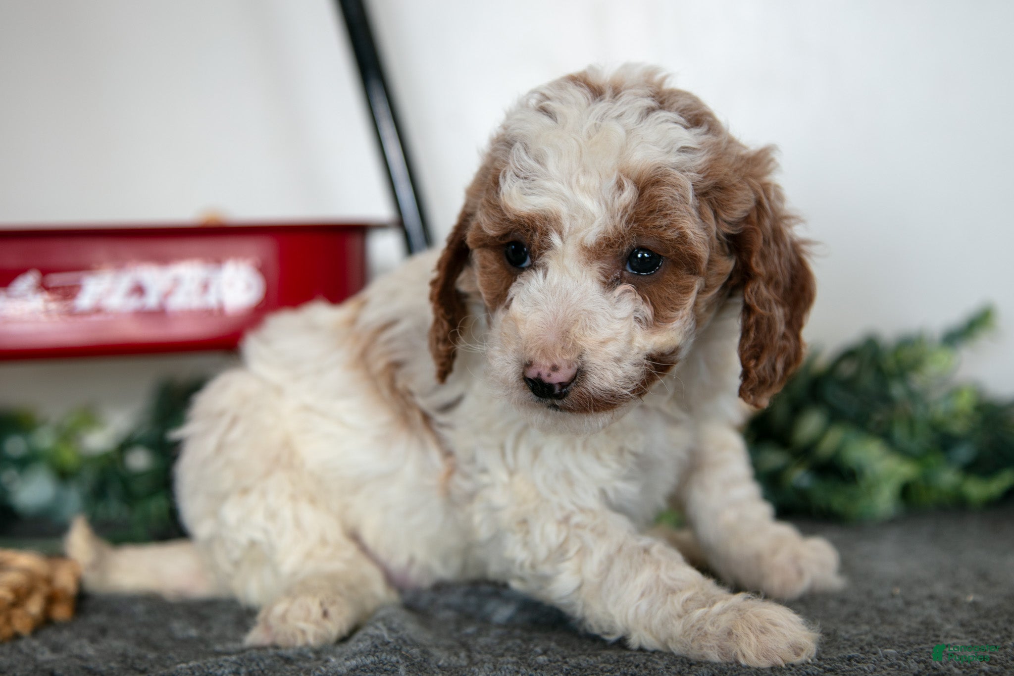 Miniature Poodle dogs Freya - Ad 2