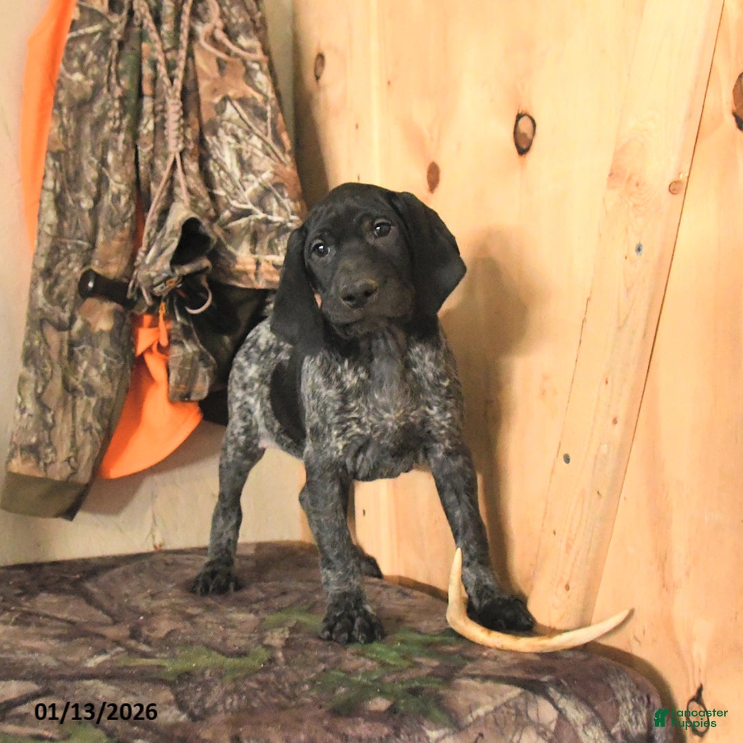 German Shorthaired Pointer dogs for sale: Hawk - Ad 5