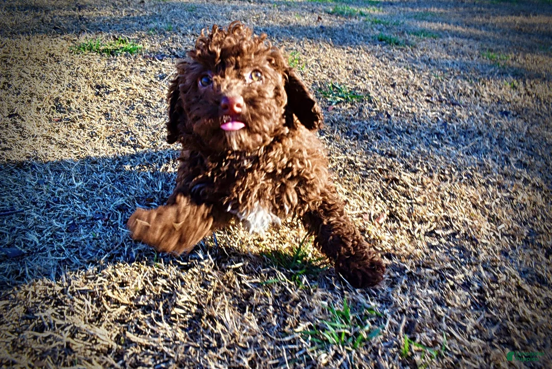 Havapoo dogs for sale: Sunny - Ad 32