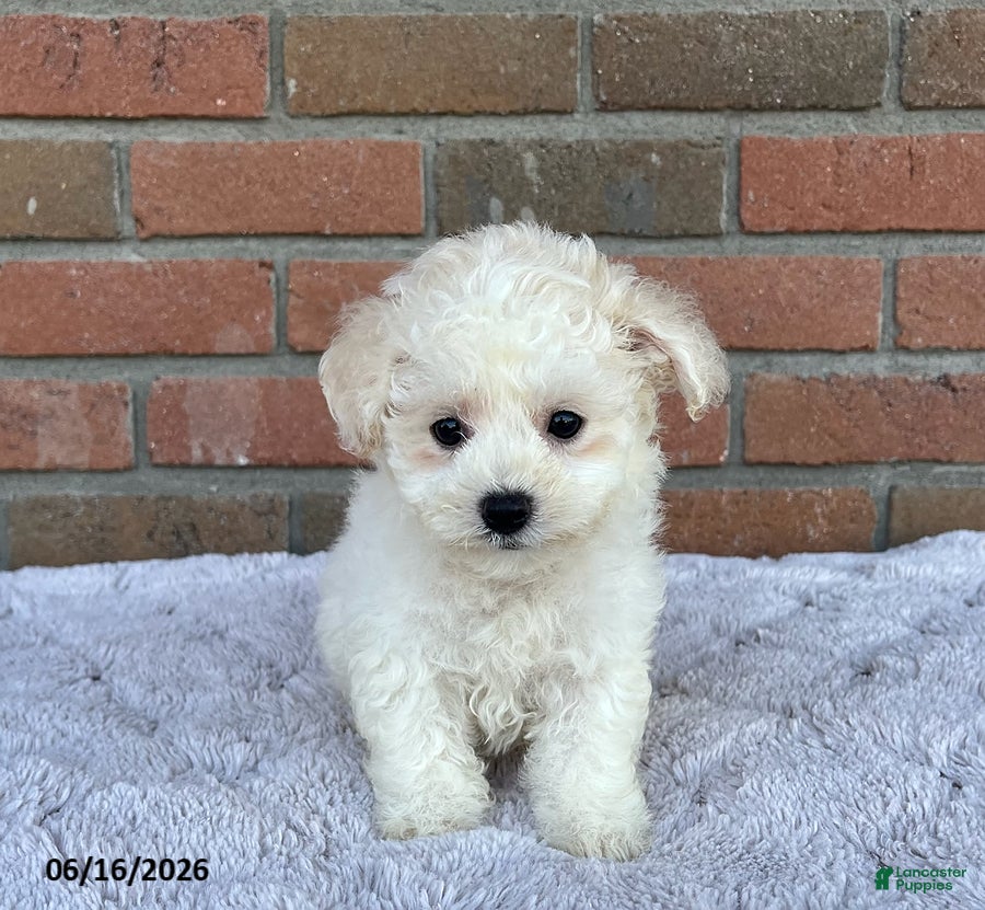 Bichon Frise dogs Silver - Ad 2