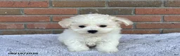Bichon Frise dogs for sale: Silver - Ad 2