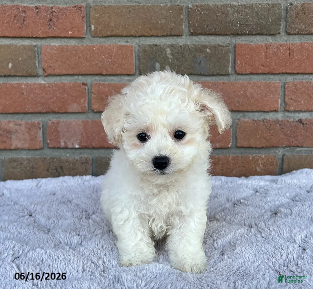 Bichon Frise dogs for sale: Silver - Ad 2