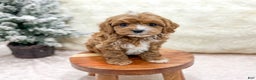 Cavapoo dogs for sale: Emma - Ad 2