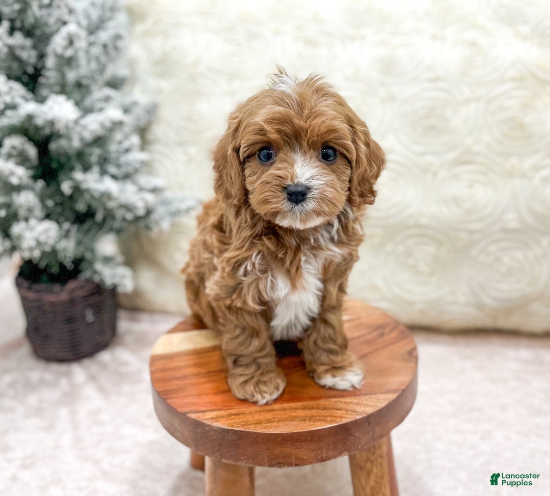Cavapoo dogs for sale: Emma - Ad 2