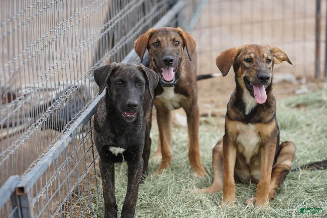 Mixed Breed dogs for sale: Tiger Tiscar Farm Dog - Ad 4