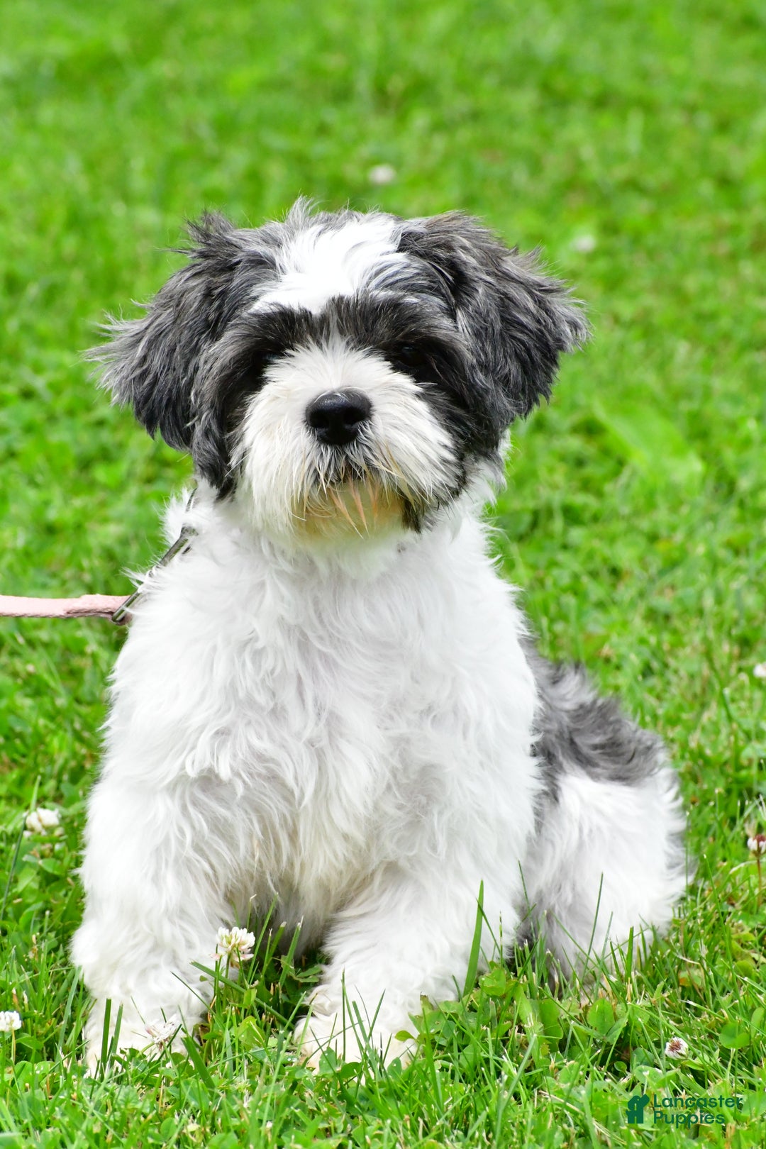 Shorkie dogs for sale: Pebbels - Ad 9