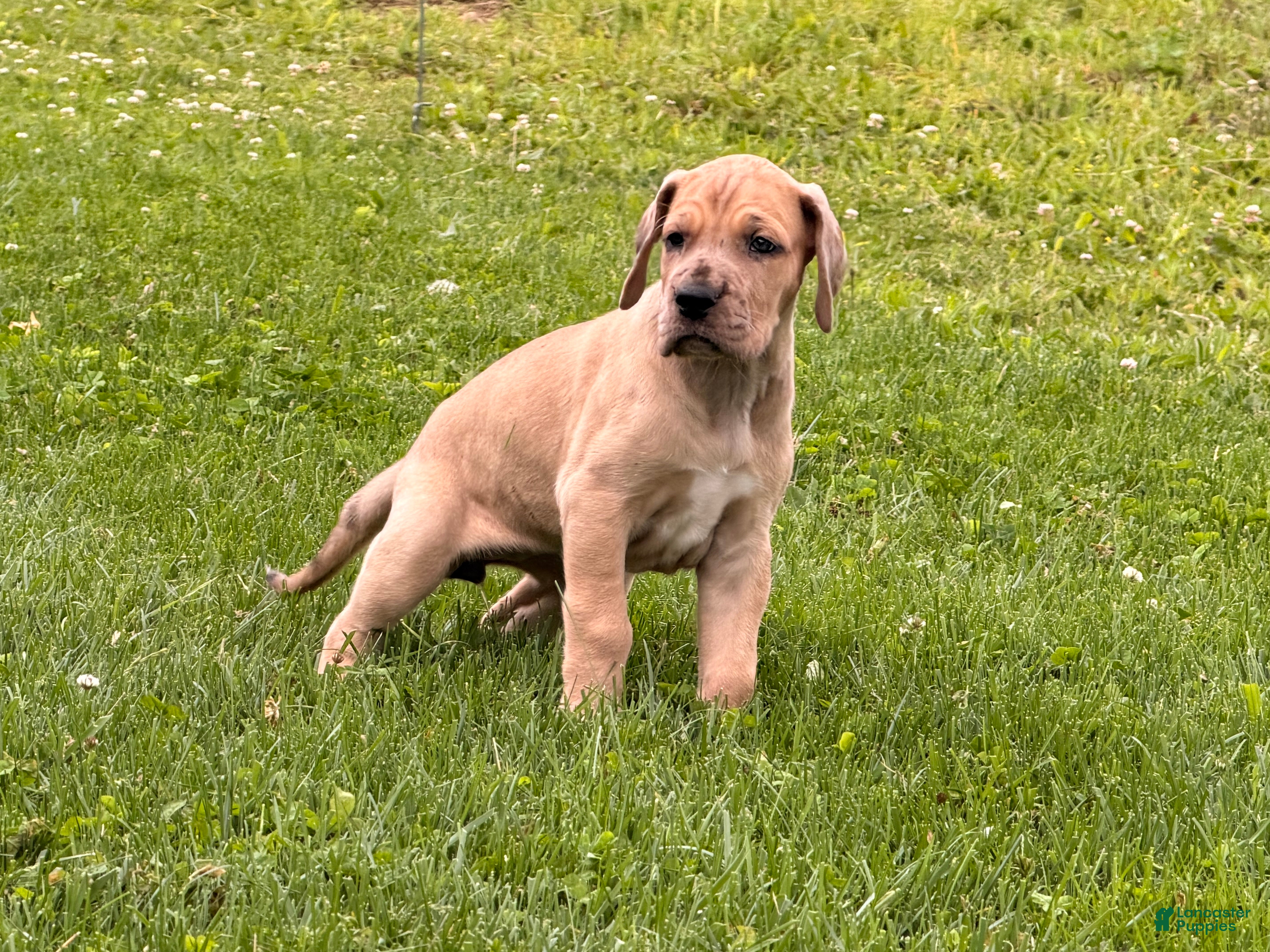 Great Dane dogs Spotty - Ad 1