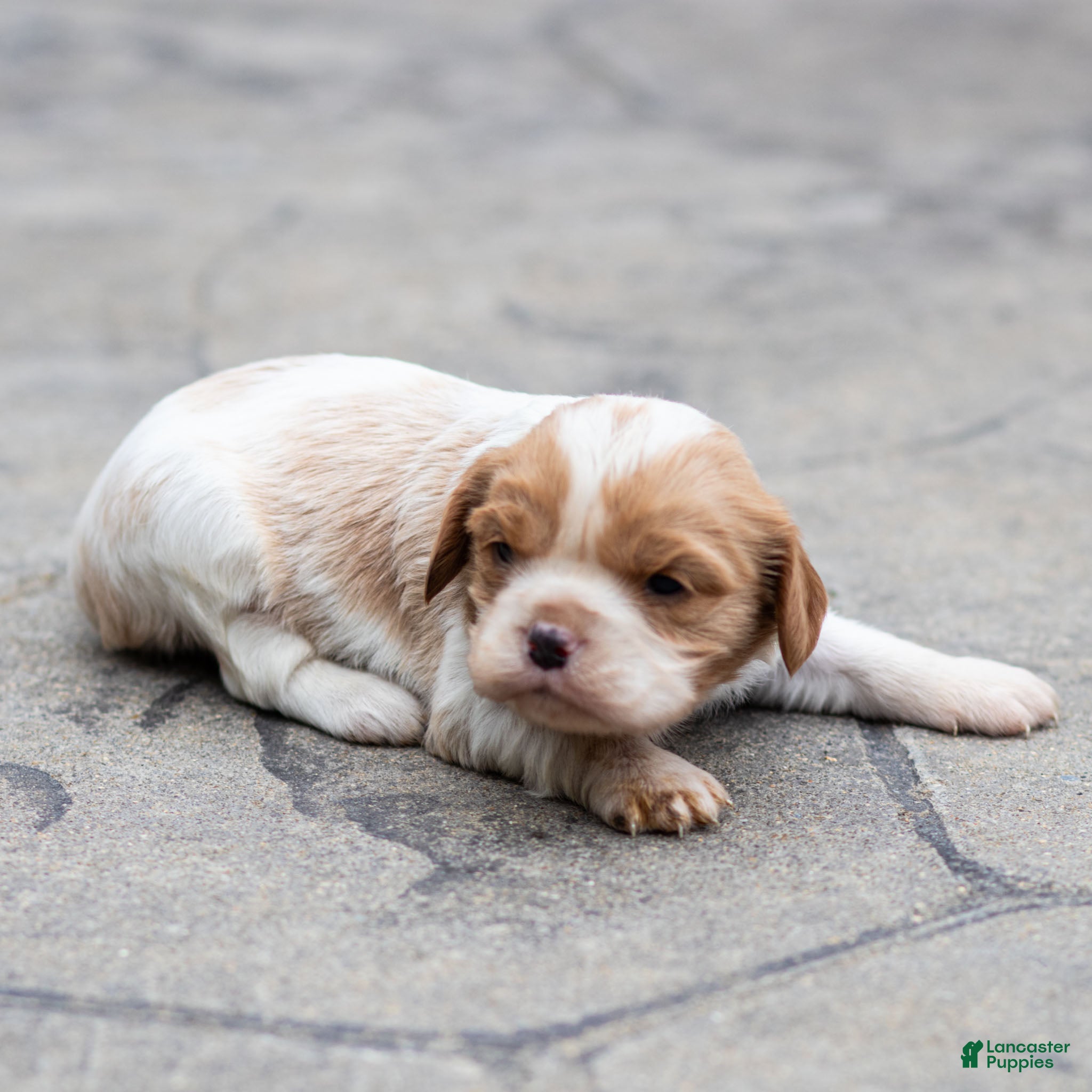 Cavalier King Charles Spaniel dogs Peach Cavalier King Charles Spaniel Puppy  - Ad 2