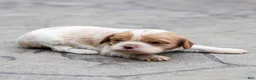 Cavalier King Charles Spaniel dogs for sale: Peach Cavalier King Charles Spaniel Puppy  - Ad 2