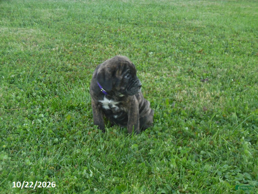Cane Corso dogs for sale: Archer - Ad 2